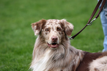 Australian Shepherd red-merle