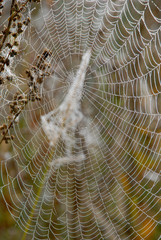 Dew on the web © sauletas