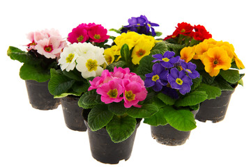 Colorful Primulas