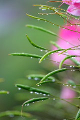 Mountain dew and flower..