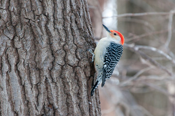 Red bellied woodpecker sits on the tree