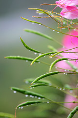 Mountain dew and flower..