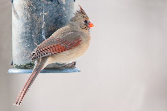 Female cardinal sits on the bird feeder