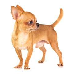 Chihuahua