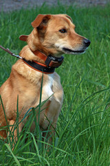 Hellbrauner Mischlingshund