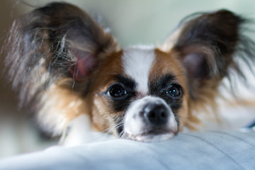 Puppy Papillon