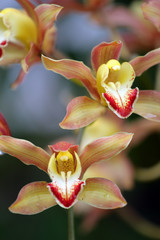 Close of of orchid..