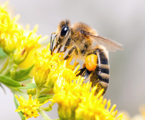 Honey Bee