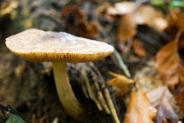 Mushroom in Forest
