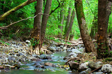 Naklejka na ściany i meble Green forest with mountain creek