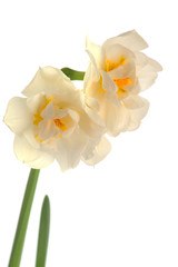 Obraz premium White Daffodil