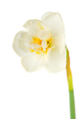 Naklejka na ściany i meble White Daffodil
