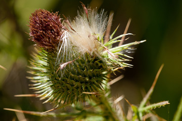 Flowering Thistle