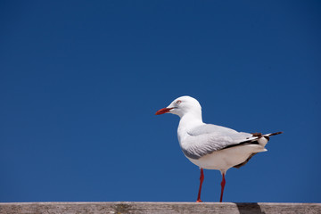 Sea Gull against Blue Sky