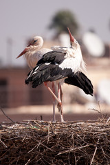 Herons nesting in Marrakesch
