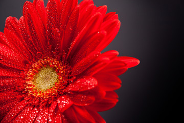 red gerbera flower