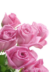 Roses border over white