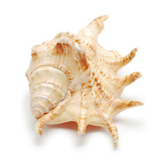 shell