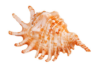 Seashell