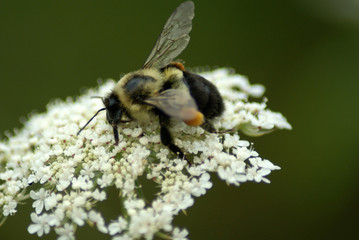 Bee on Queen Anne's Lace
