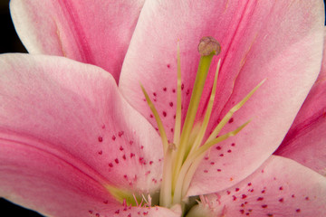 Close-up of a Stargazer lily
