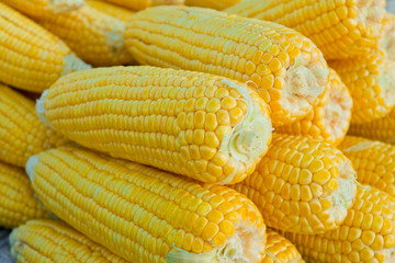 Fresh corn vegetable