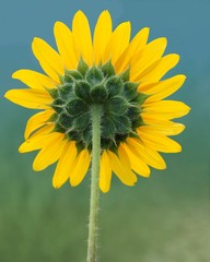 Jerusalem artichoke, sometimes called a sunflower