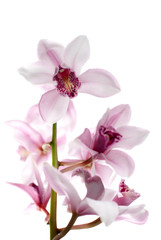 Fototapeta na wymiar White and pink orchids