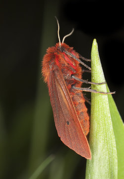 Ruby Tiger Moth