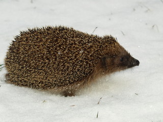 Igel / Erinaceus europaeus im Schnee