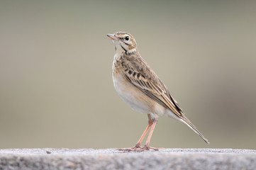 Fototapeta premium Paddy field pipit