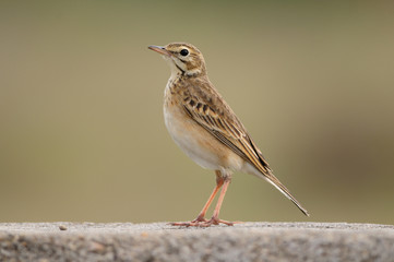 Paddy field pipit