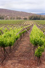 Fototapeta na wymiar Rows of plants in vineyard