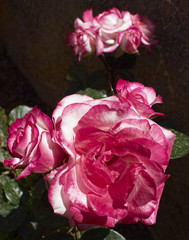 roses natural bunch closeup, flower background