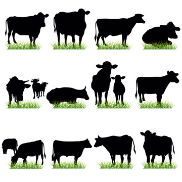 cows silhouettes
