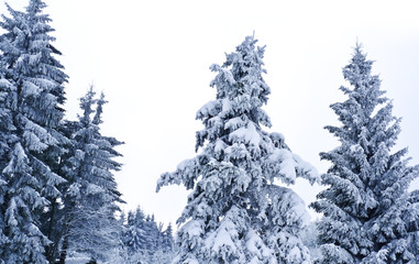 fir trees in winter