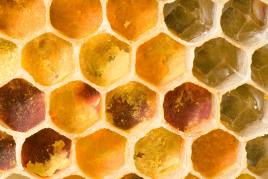 Vorratslager der Honigbiene