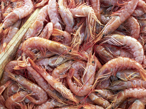 red shrimps, natural background