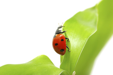 ladybug