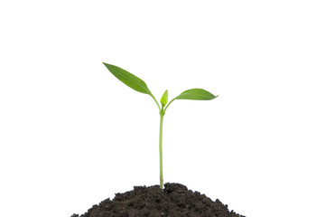 plant