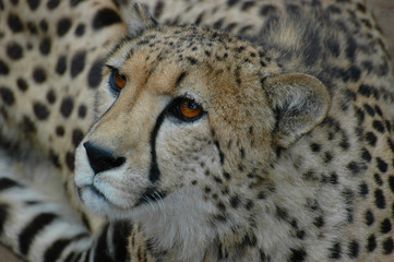 guépard