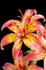 Flower Lily closeup