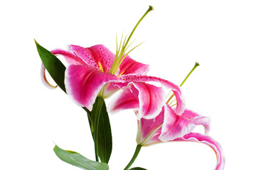 Flower Lilium closeup