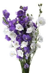 Fresh bouquet of blue and  white bell flowers