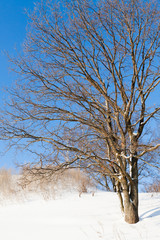 Лиственное дерево на фоне ясного неба зимой