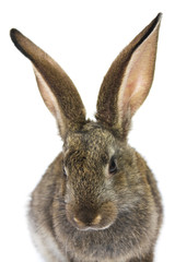 Happy New Year of rabbit