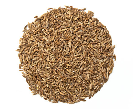 Kreuzk&uuml;mmel auf wei&szlig;em Grund