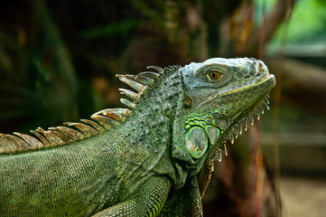 Obraz premium iguana