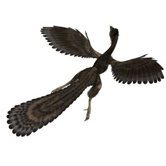 Dinosaur Archaeopteryx. 3D rendering with clipping path and