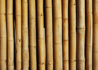 Bamboo background